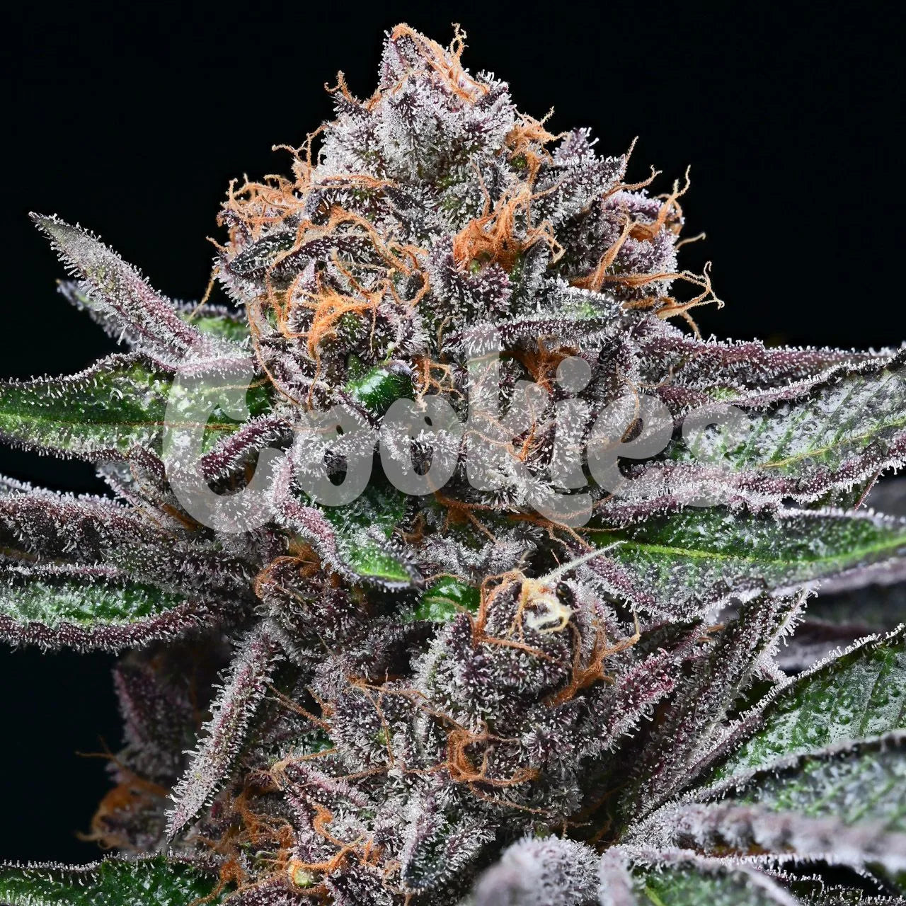 Candy Candy - Cookies Seeds
