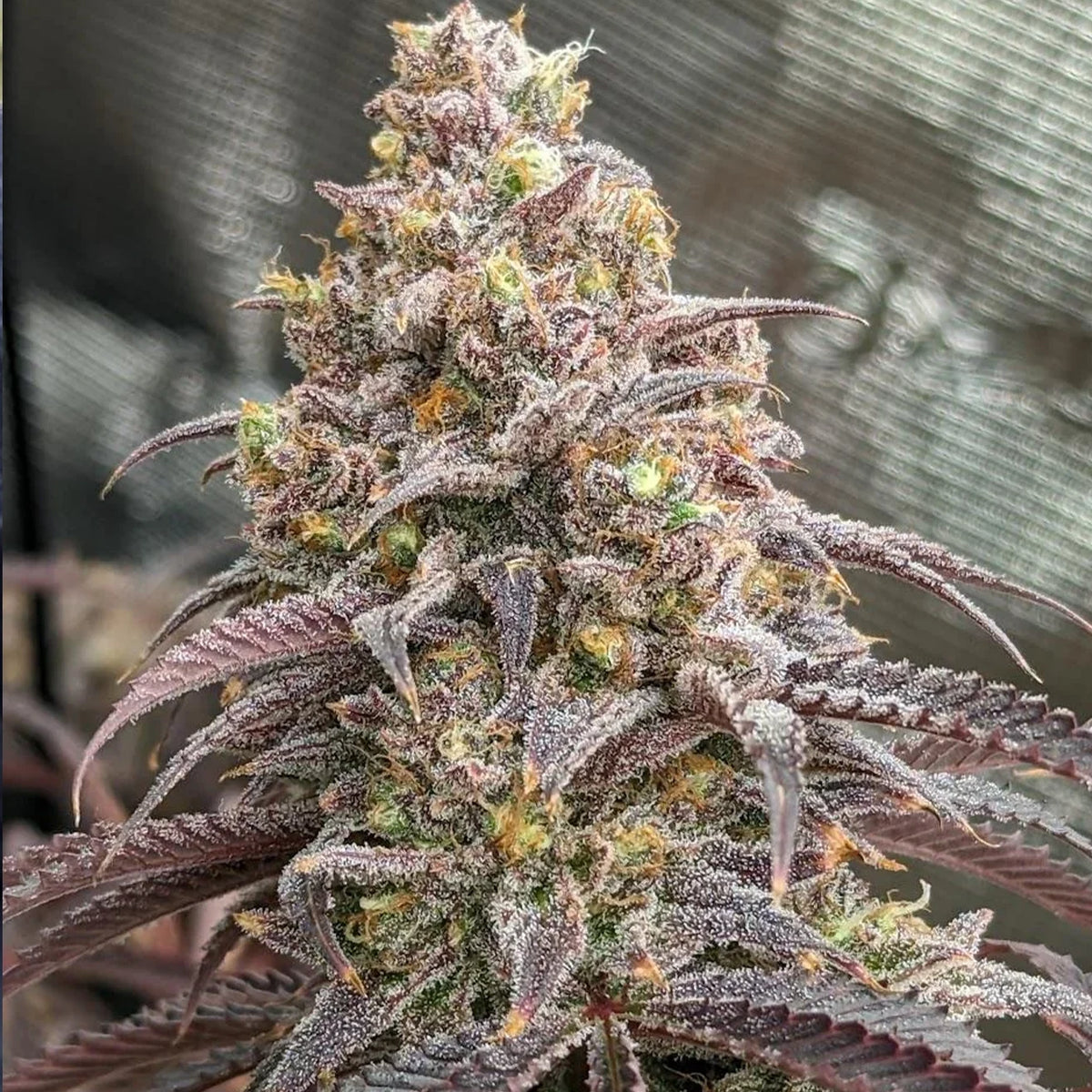 Blueberry Muffin - Humboldt Seeds