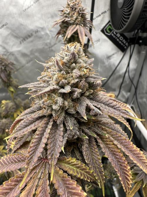 Candy Candy - Cookies Seeds