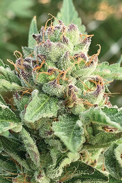 Apple Blossom - Humboldt Seeds