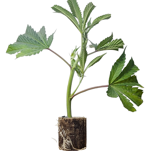 Apple Blossom - Humboldt Seeds