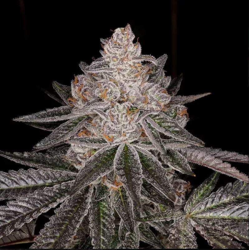 Apple Fritter - Lumpys Cut