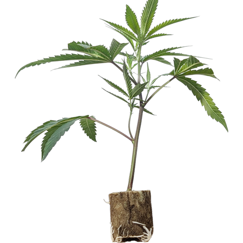 BanOreoz #3 - Honey Sticks Cut