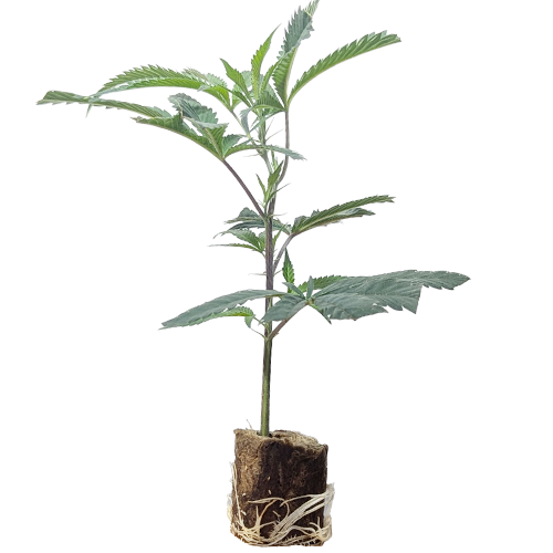 Strawberry Guava - Bloom Seed Co.