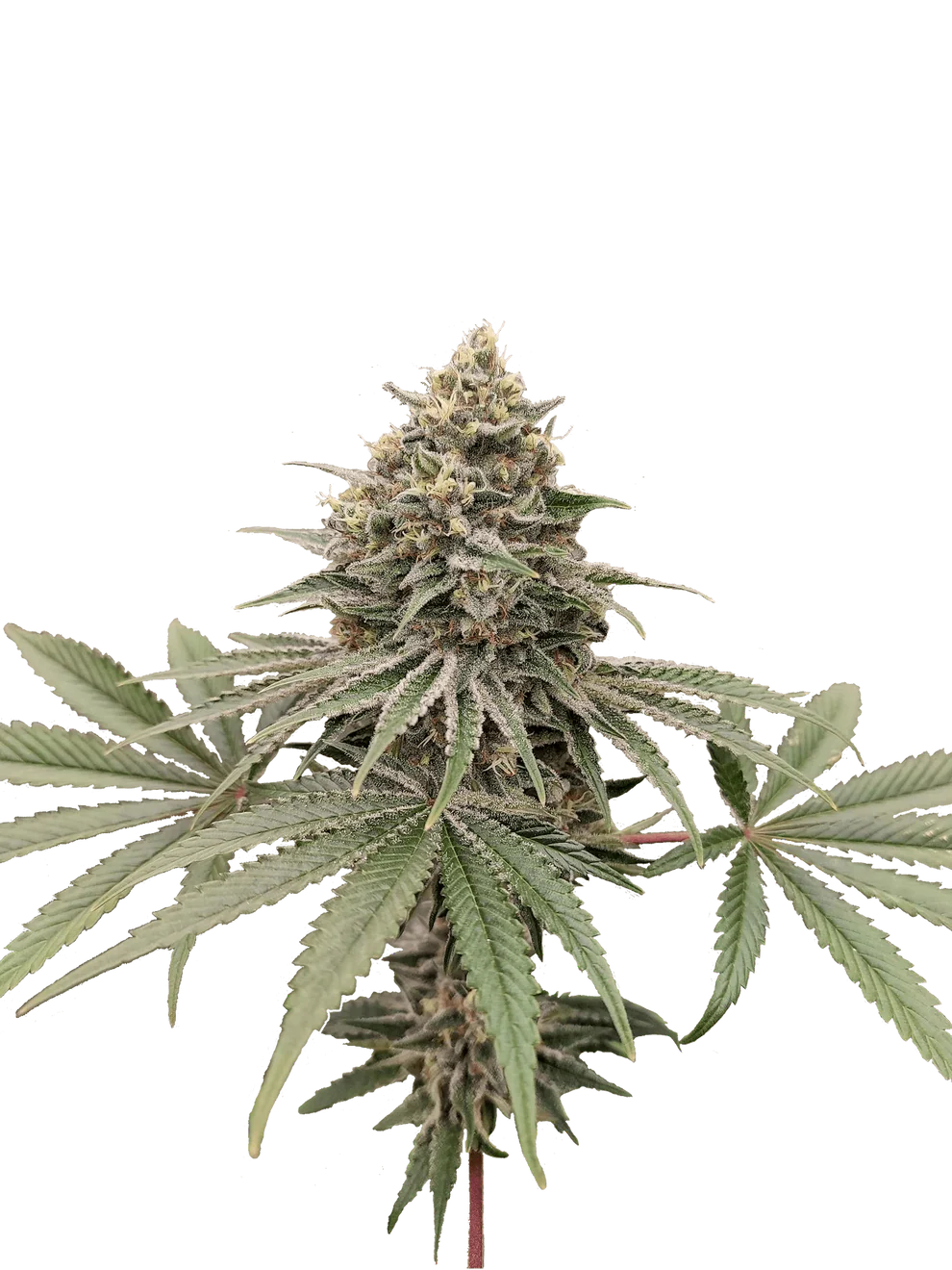 Blue Zushi - US Premium Cut