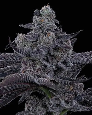 💙🦞 Blue Lobster – Main Trees Cut