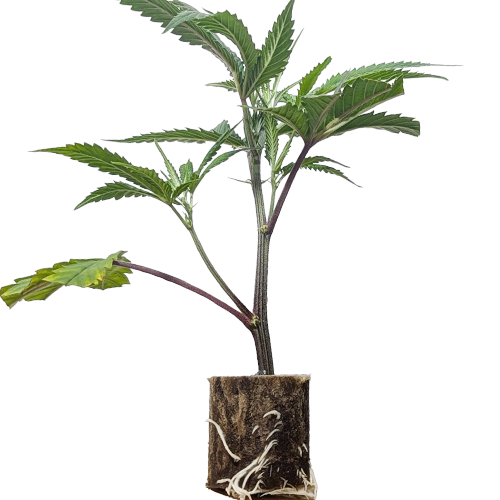 Blueberry Muffin - Humboldt Seeds