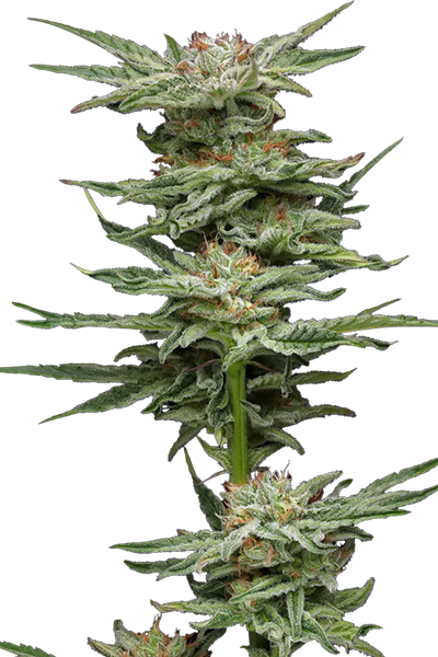 Blueberry Muffin - Humboldt Seeds