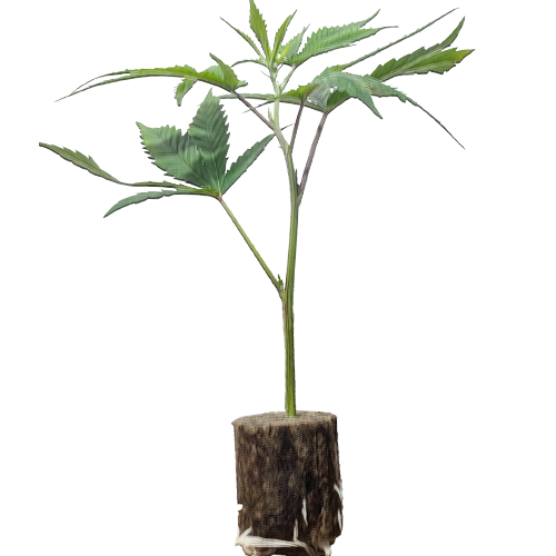 Permanent Chimera - Beleaf Premium Cut