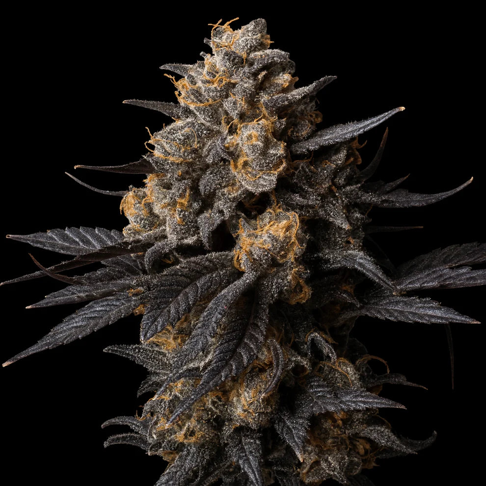 Candy Fumez - Doja Cut