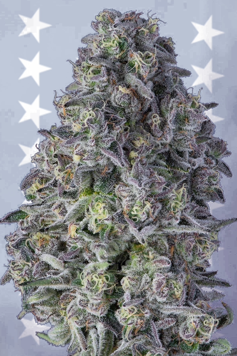 Candy Pave - Compound Genetics