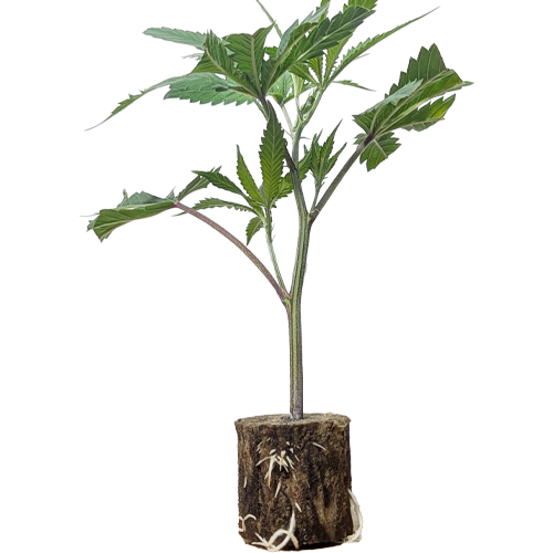 Candy Pave - Compound Genetics