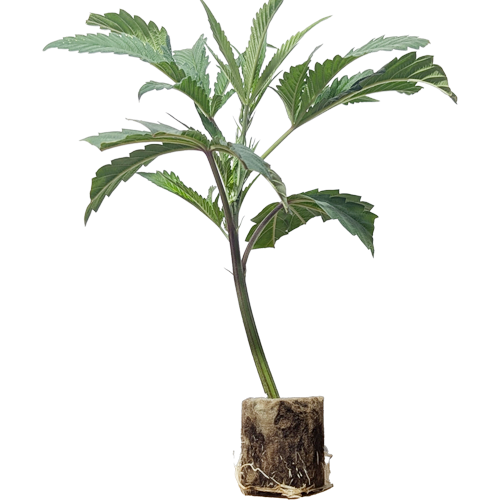 Candy Rain - Cookies Fam. Genetics