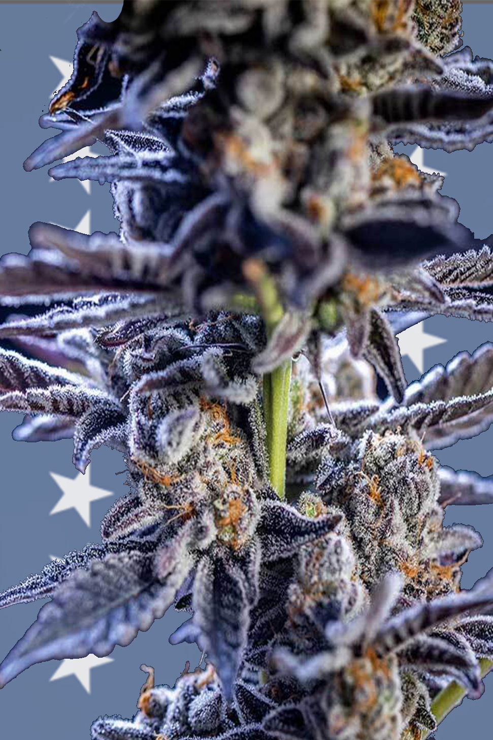 Candy Rain - Cookies Fam. Genetics