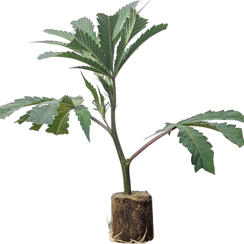 Collie Man Kush - Humboldt Seeds