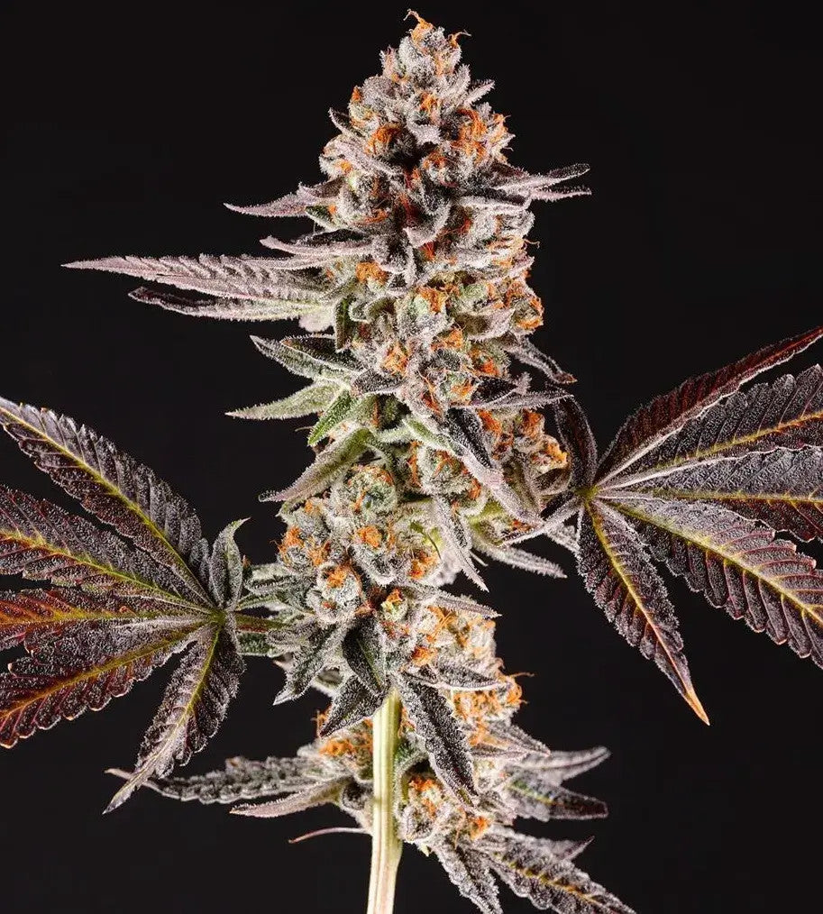La Bomba - Compound Genetics Cut