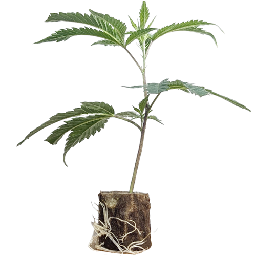 Cookies & Cream - Exotic Genetix