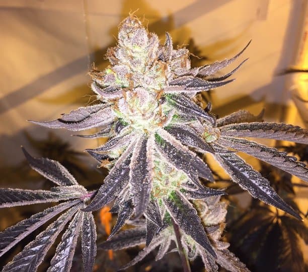 Cookies & Cream - Exotic Genetix
