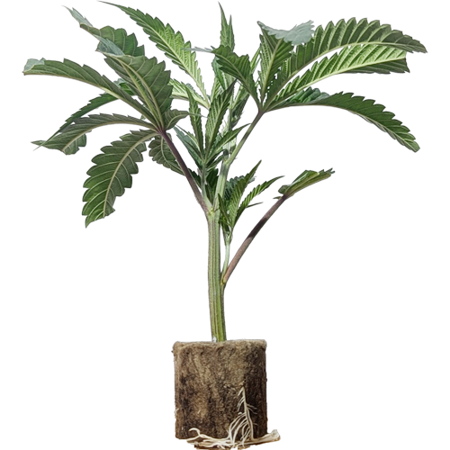 Dante's Inferno - Mile Highdave Cut