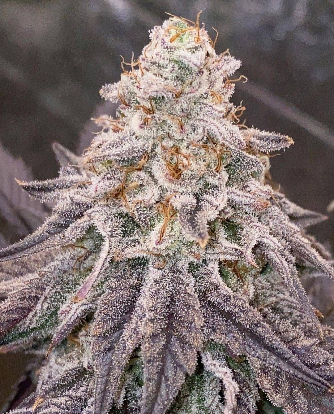 Dante's Inferno - Mile Highdave Cut