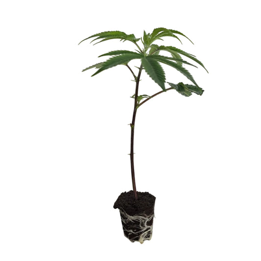 💙🦞 Blue Lobster – Main Trees Cut