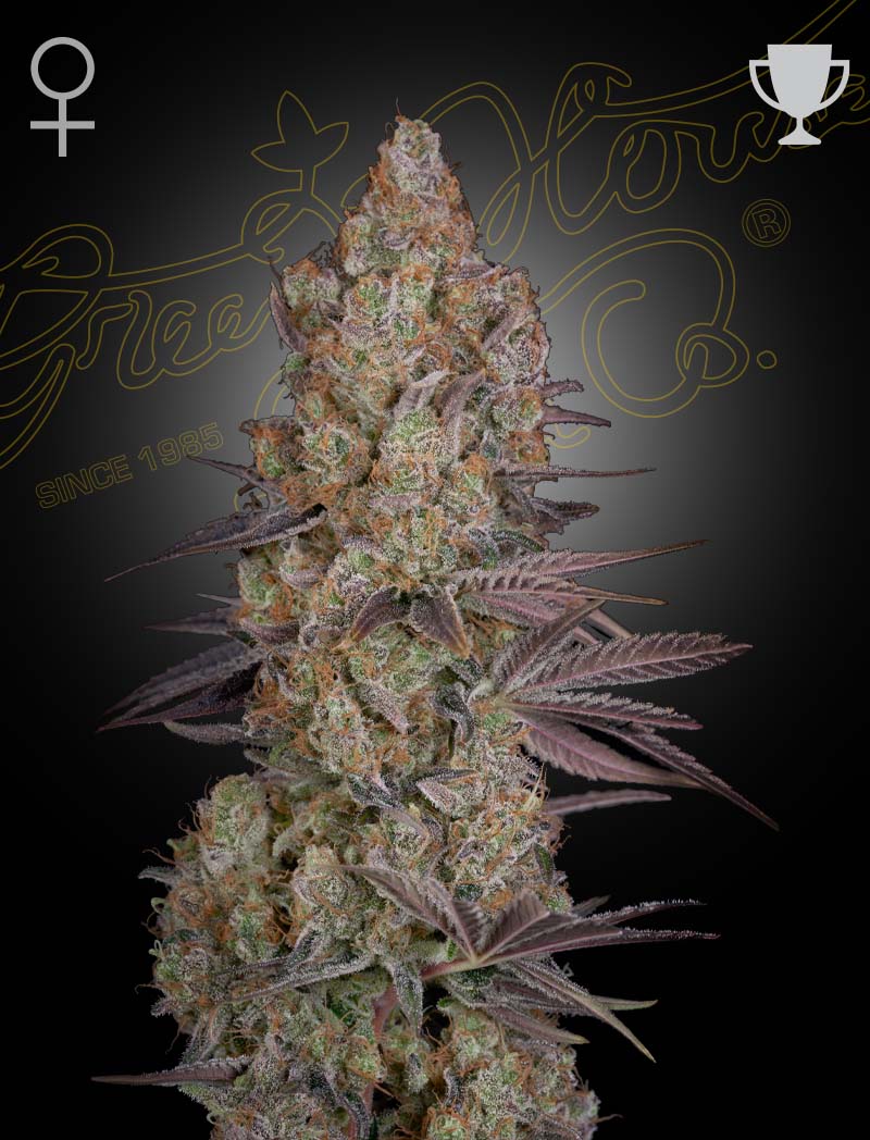 Exodus Cheese - Greenhouse Seed Co.