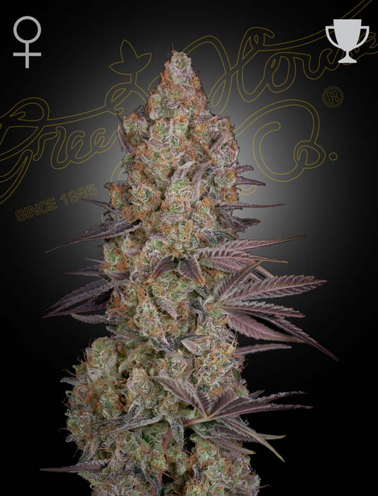 Exodus Cheese - Greenhouse Seed Co.