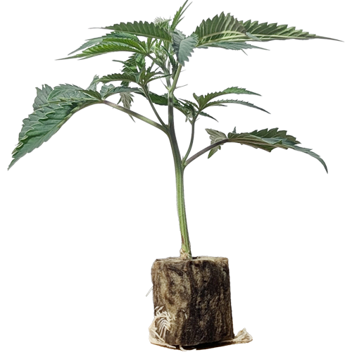 Emergen-C - Seedjunky Berner Cut