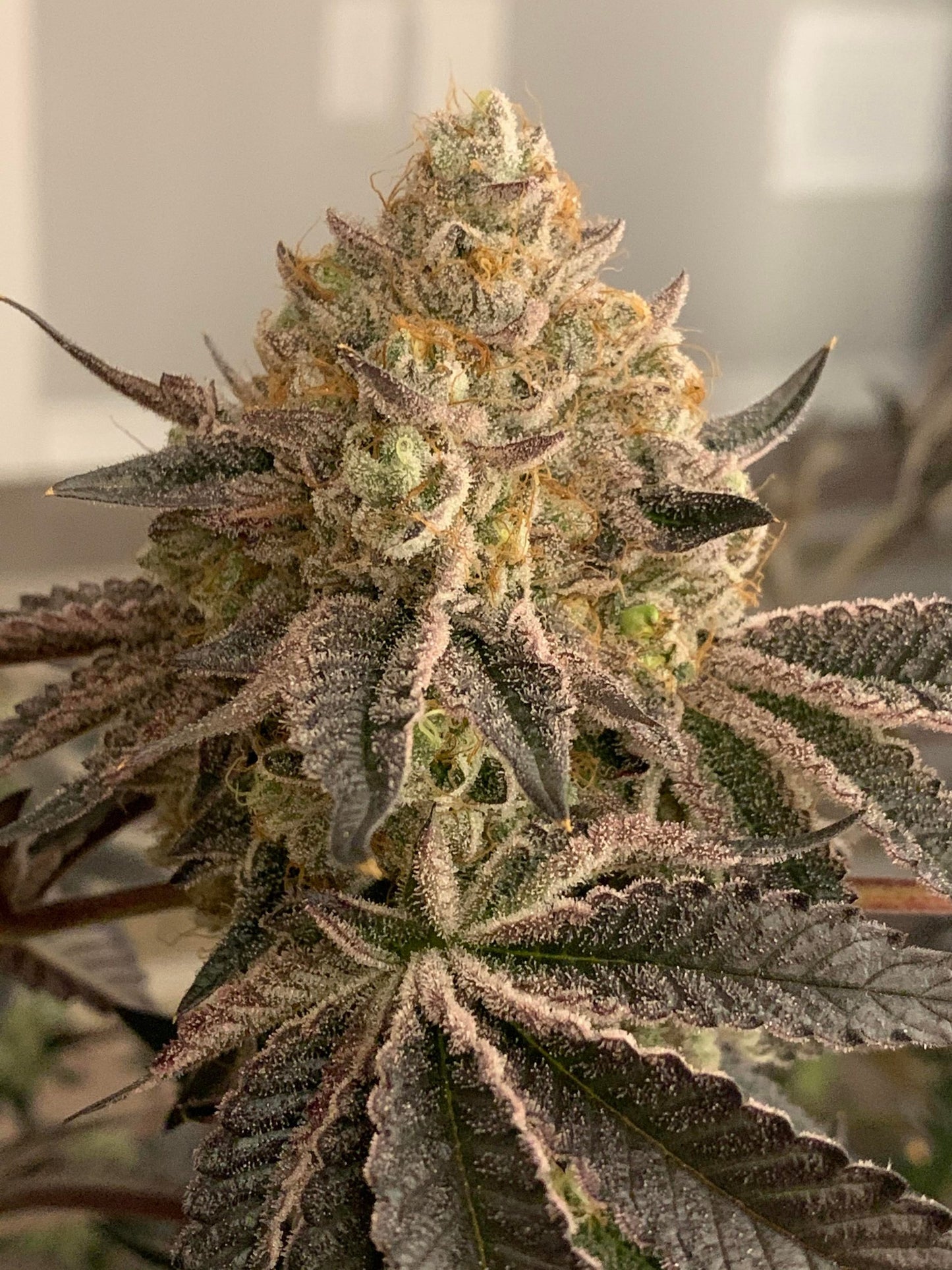 Emergen-C - Seedjunky Berner Cut