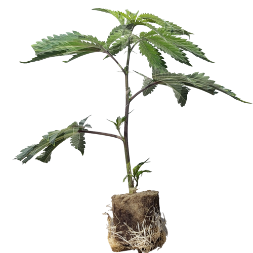 Bananaconda #4 - Honey Sticks Genetics