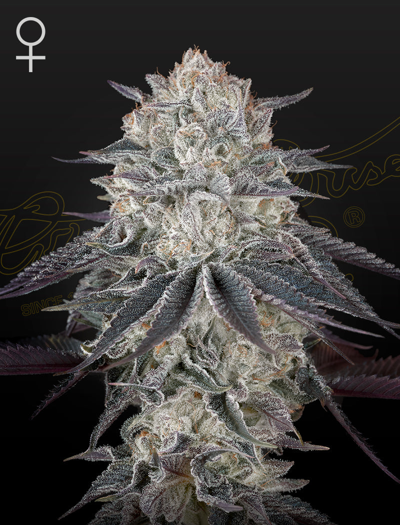 Franco's Full Gas - Greenhouse Seed Co.