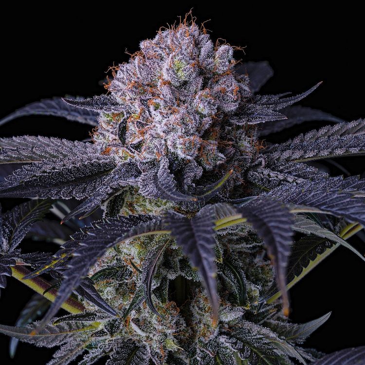 Grape Balls of Fire RBX - Ethos Genetics
