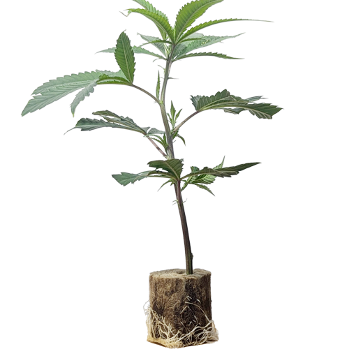 Hella Jelly - Humboldt Seeds