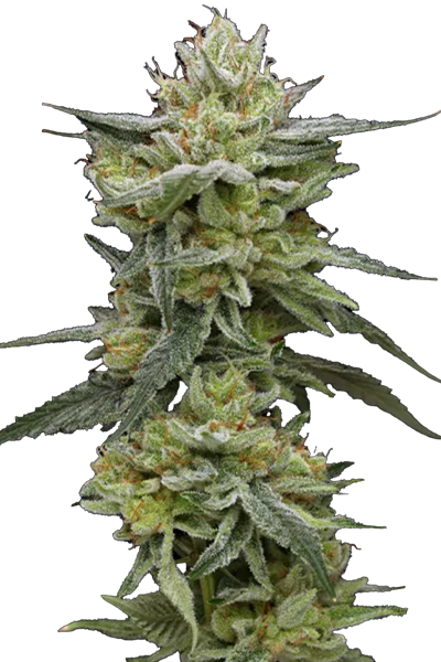 Hella Jelly - Humboldt Seeds