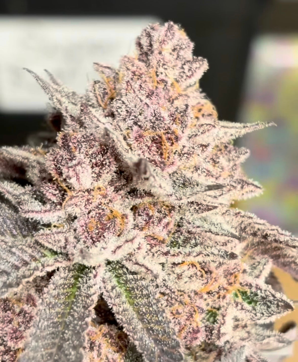Super Buff Cherry #26 - GMLS Breeder Cut