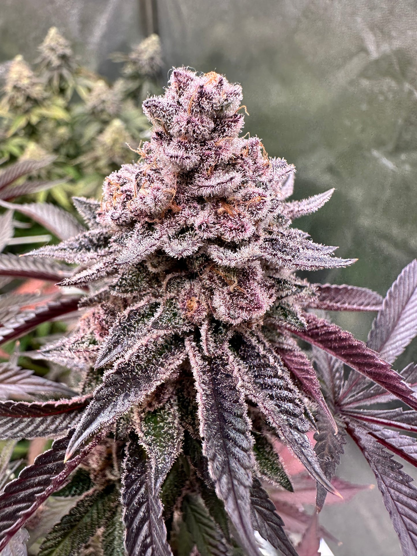 Jokerz Candy - Compound Genetics