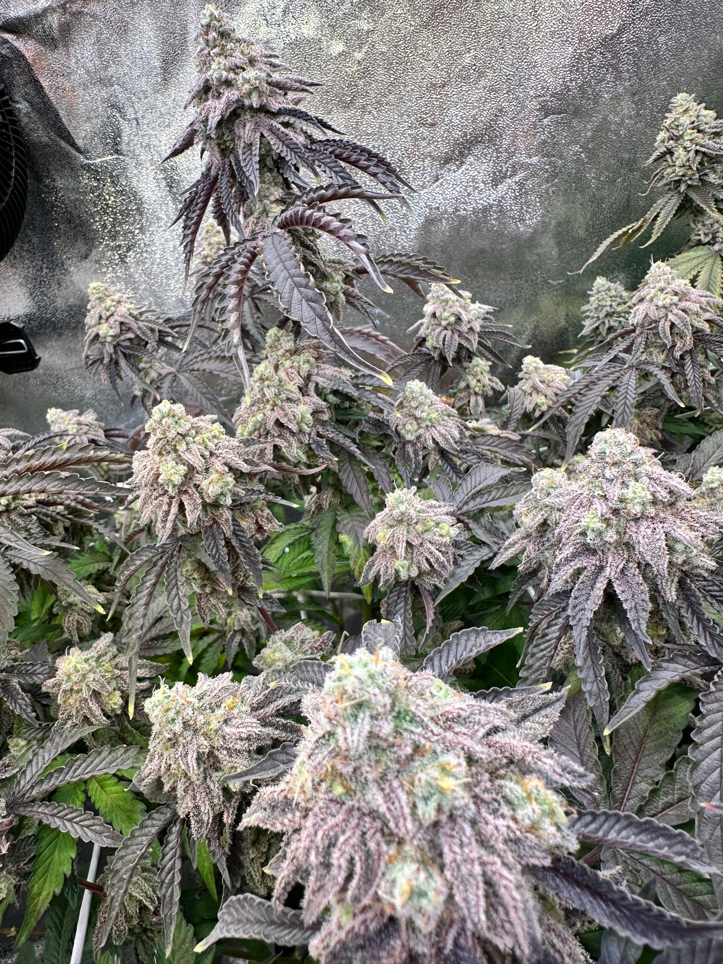 Super Buff Cherry #26 - GMLS Breeder Cut