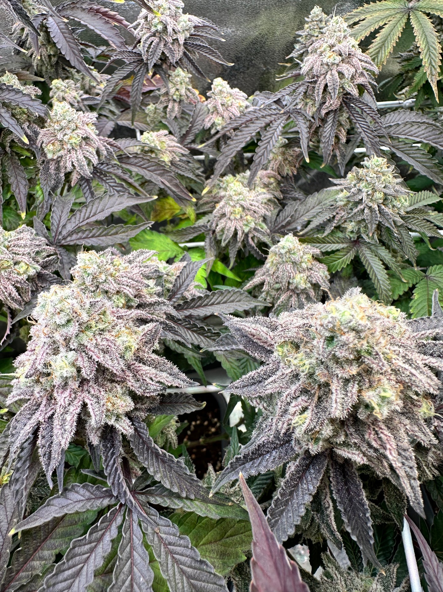 Super Buff Cherry #26 - GMLS Breeder Cut