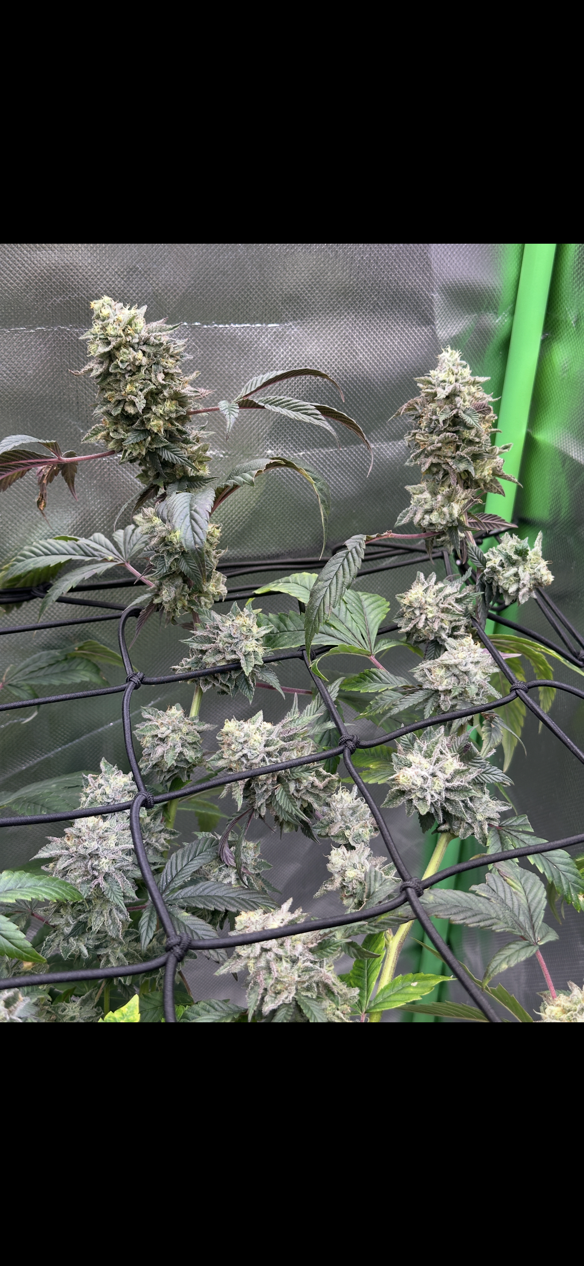 Lemon Cherry Pop - Cookies Genetics Premium Cut