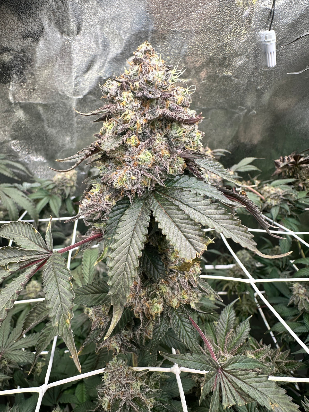 Lemon Cherry Pop - Cookies Genetics Premium Cut