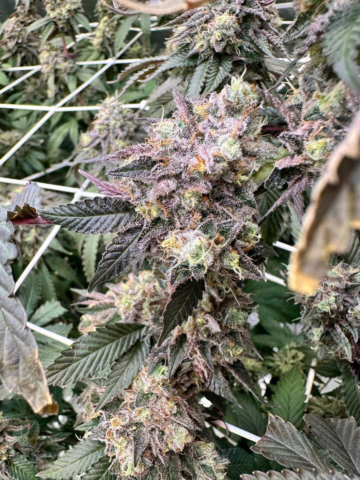 Lemon Cherry Pop - Cookies Genetics Premium Cut