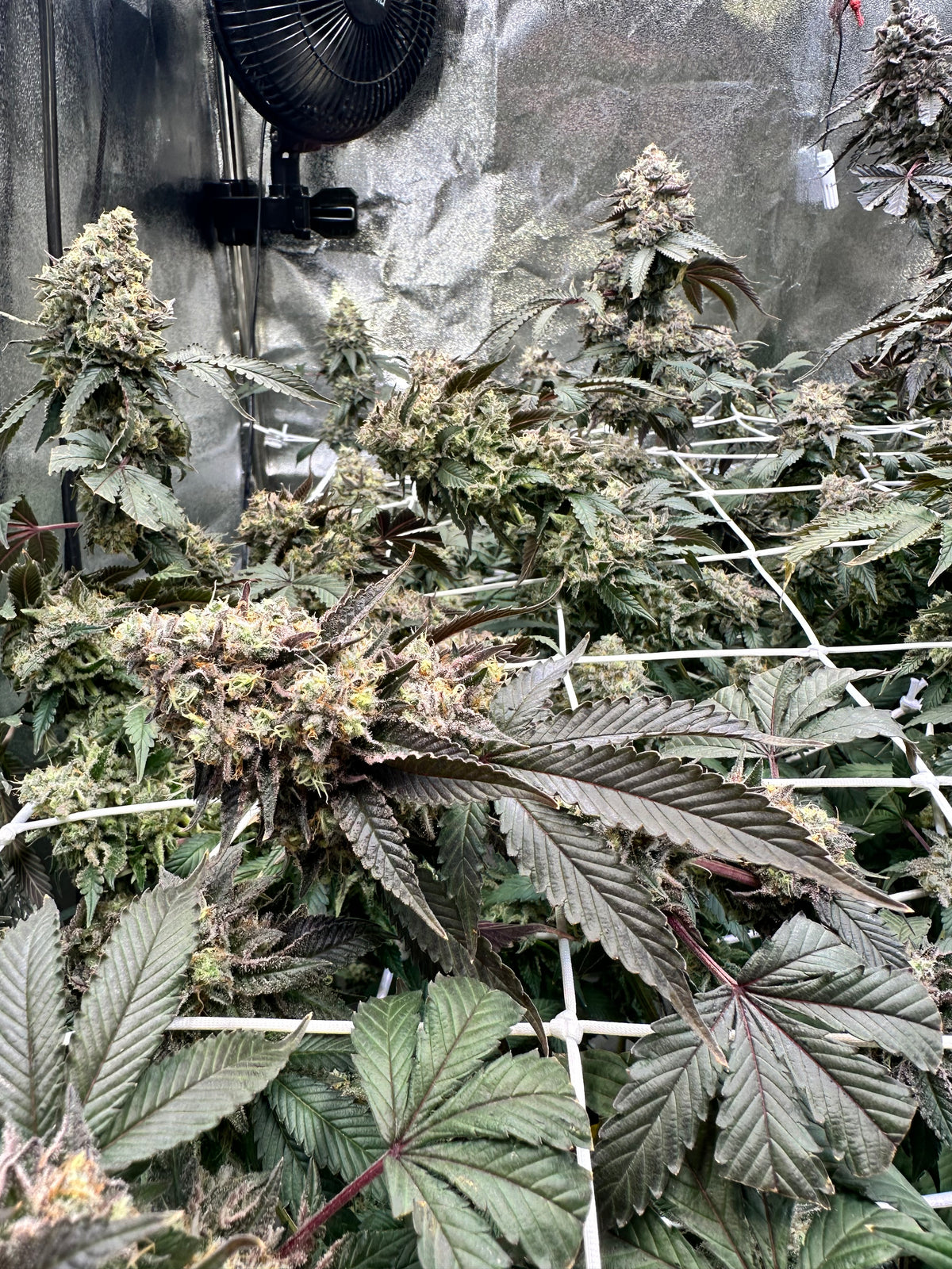 Lemon Cherry Pop - Cookies Genetics Premium Cut