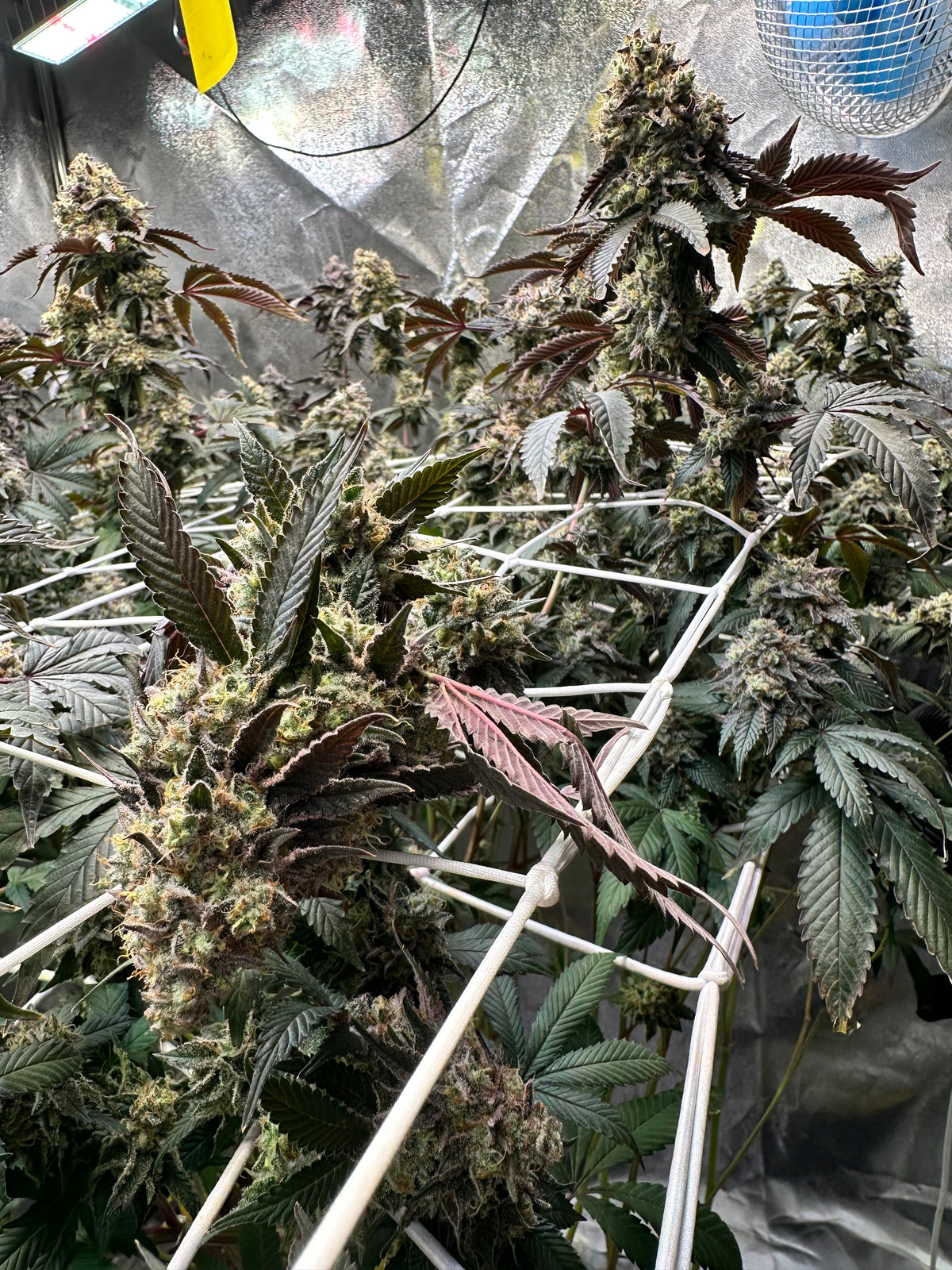 Lemon Cherry Pop - Cookies Genetics Premium Cut