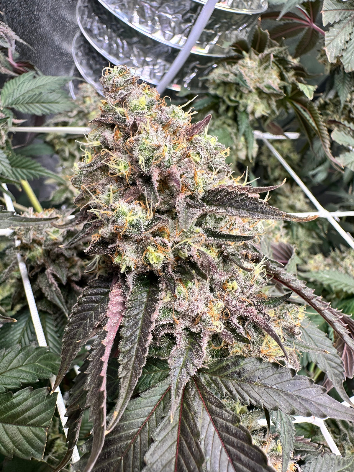 Lemon Cherry Pop - Cookies Genetics Premium Cut