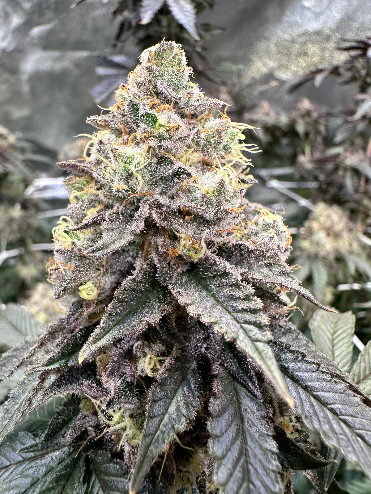 Lemon Cherry Pop - Cookies Genetics Premium Cut