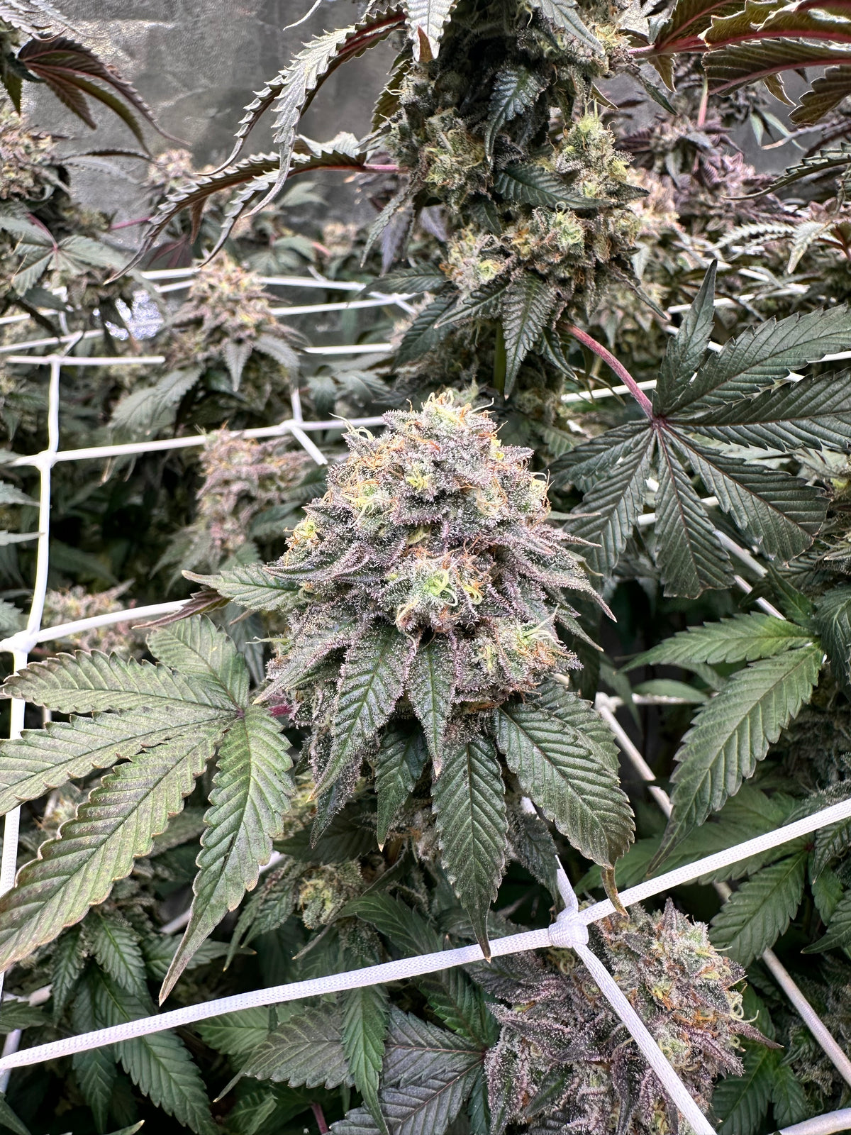 Lemon Cherry Pop - Cookies Genetics Premium Cut