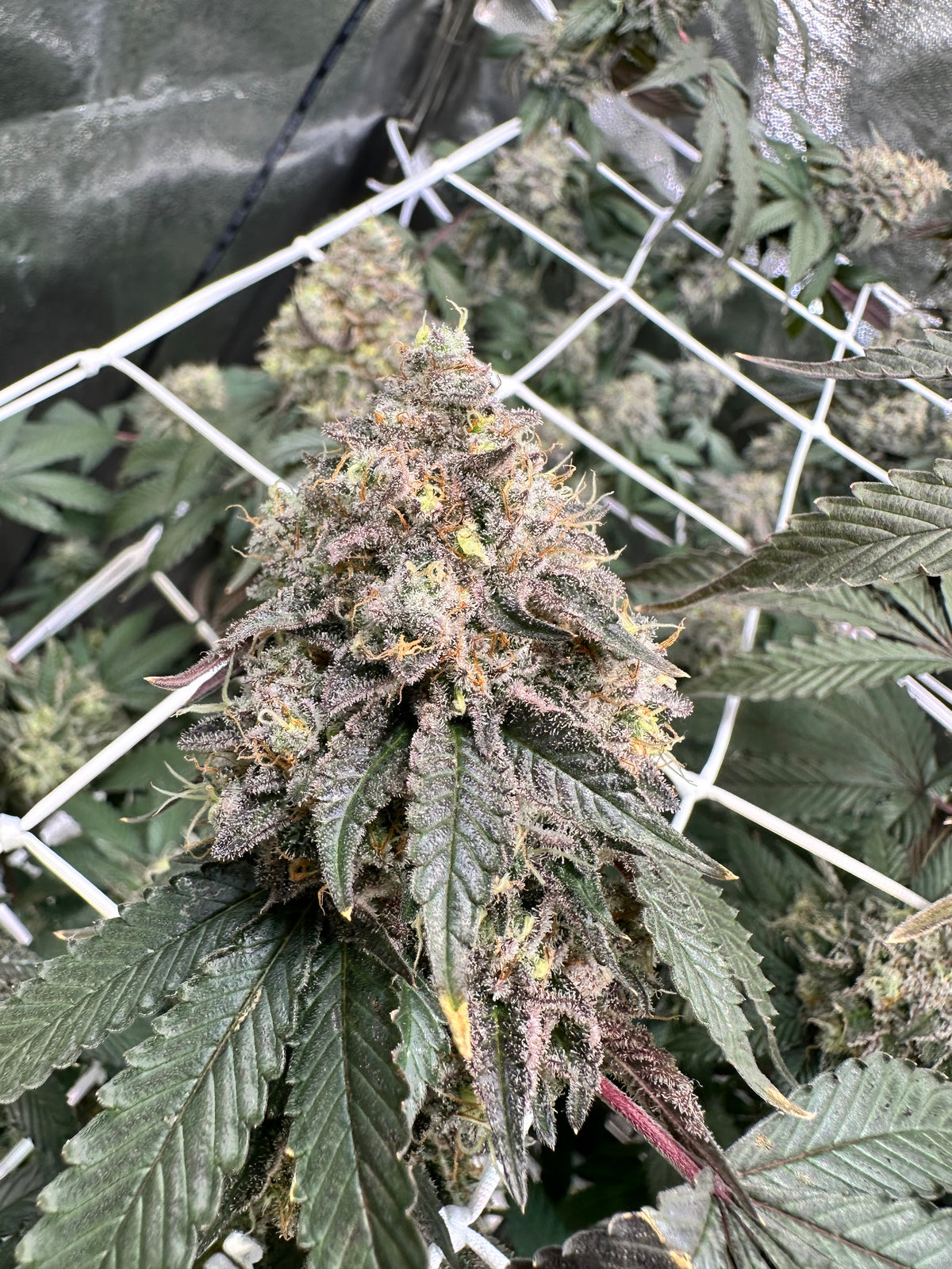 Lemon Cherry Pop - Cookies Genetics Premium Cut