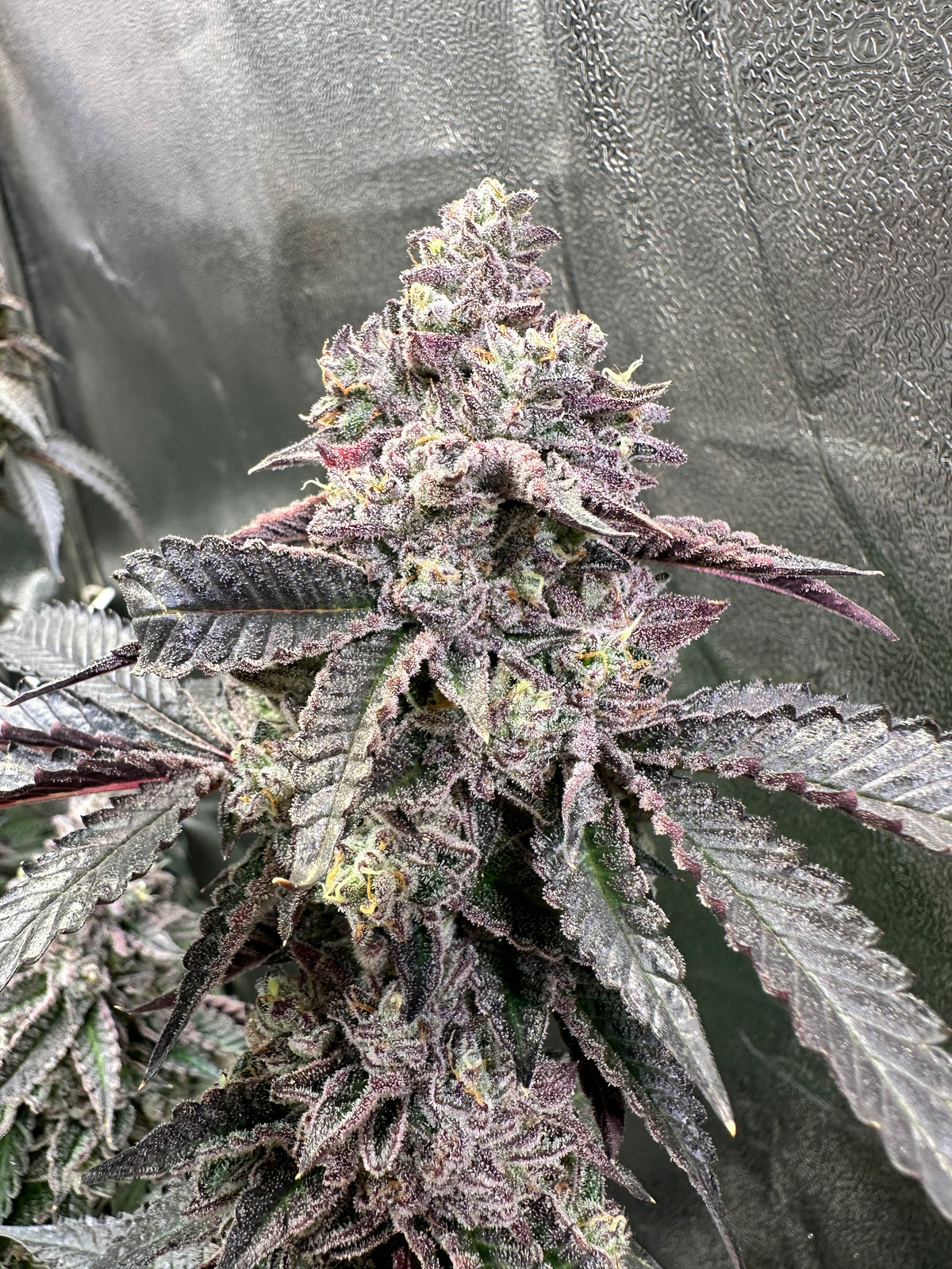 Rainbow Pave - Compound Genetics 