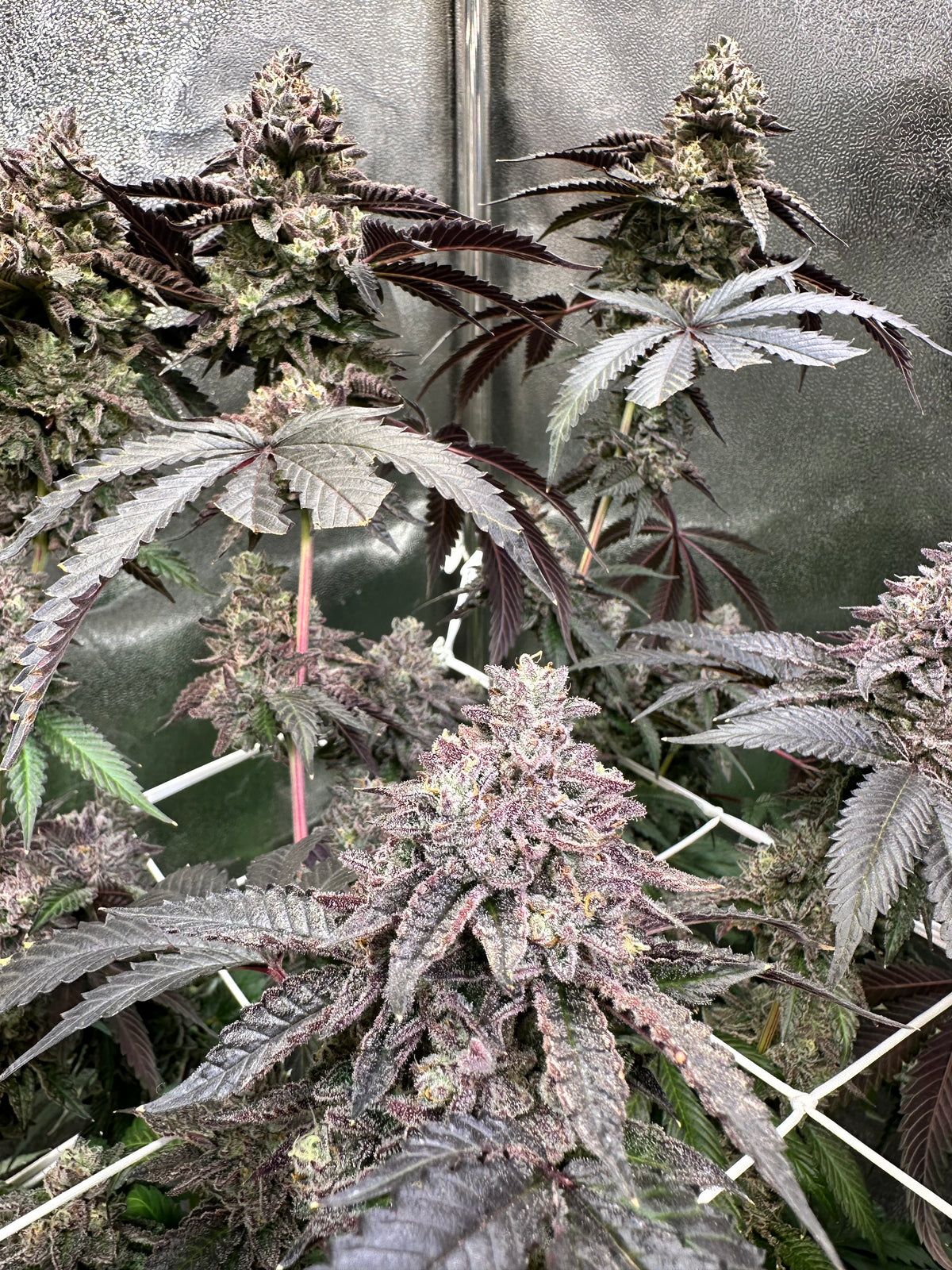 Rainbow Pave - Compound Genetics 