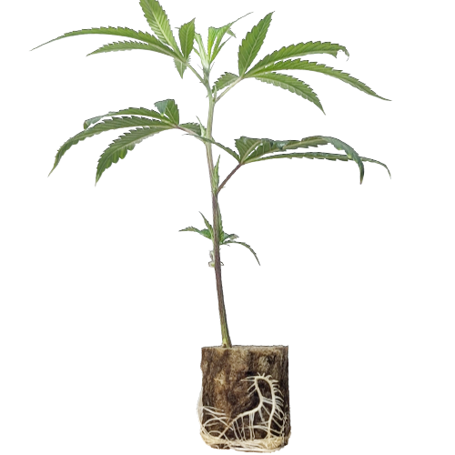 Jokerz Candy - Compound Genetics